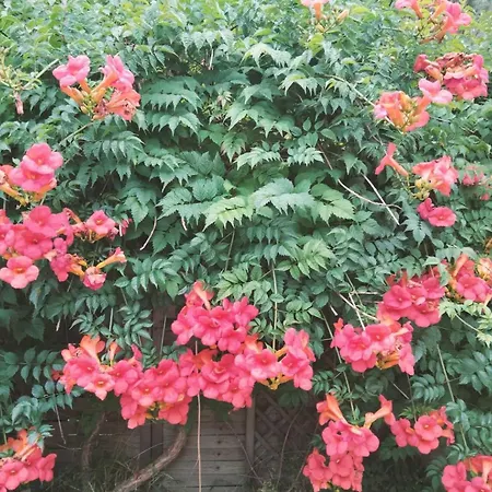 'le Bergeron'